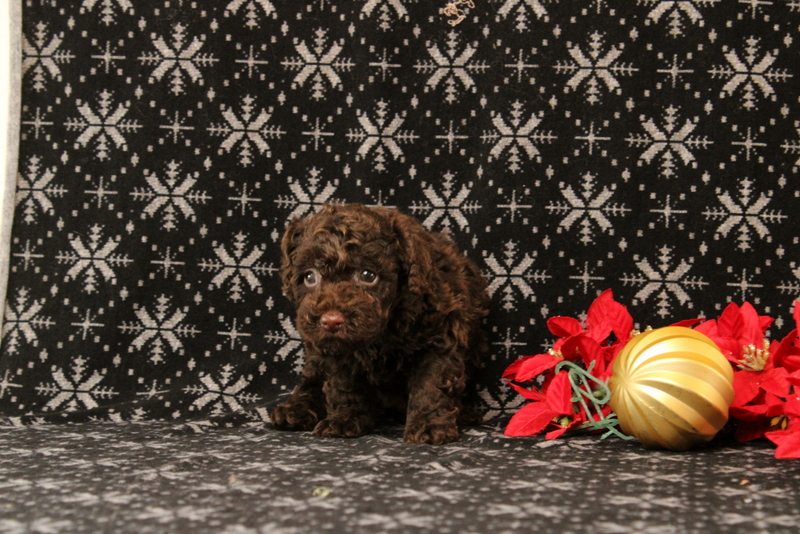 puppy, for, sale, Toy Poodle, Matthew B. Stoltzfus, dog, breeder, Gap, PA, dog-breeder, puppy-for-sale, forsale, nearby, find, puppyfind, locator, puppylocator, aca